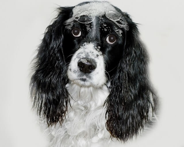 Best Dog Shampoo for Itchy Skin The Dog Bunker