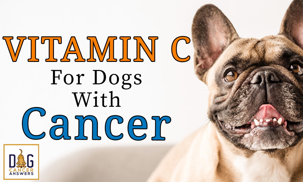 Vitamin C for Dogs with Cancer │ Dr. Nancy Reese Q&A