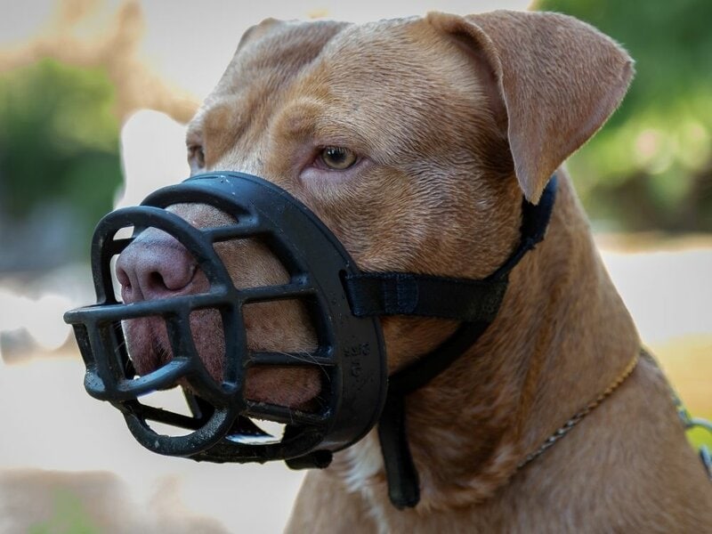 Best Dog Muzzle For Pitbulls Dog Care Classroom