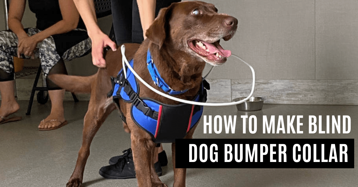 How To Make a Blind Dog Bumper Collar Dogcare Idea