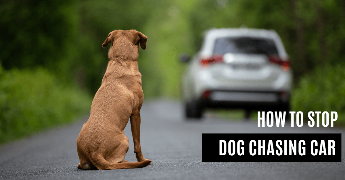 How To Stop A Dog From Chasing Cars The Ultimate Guide Dogcare Idea