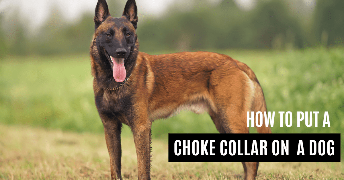 How To Put A Choke Collar On A Dog Ultimate Guide Dogcare Idea