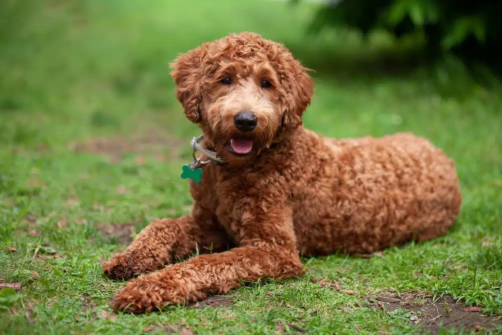 Labrador's With Curly Hair Is it Possible + What are They? DogCareLife
