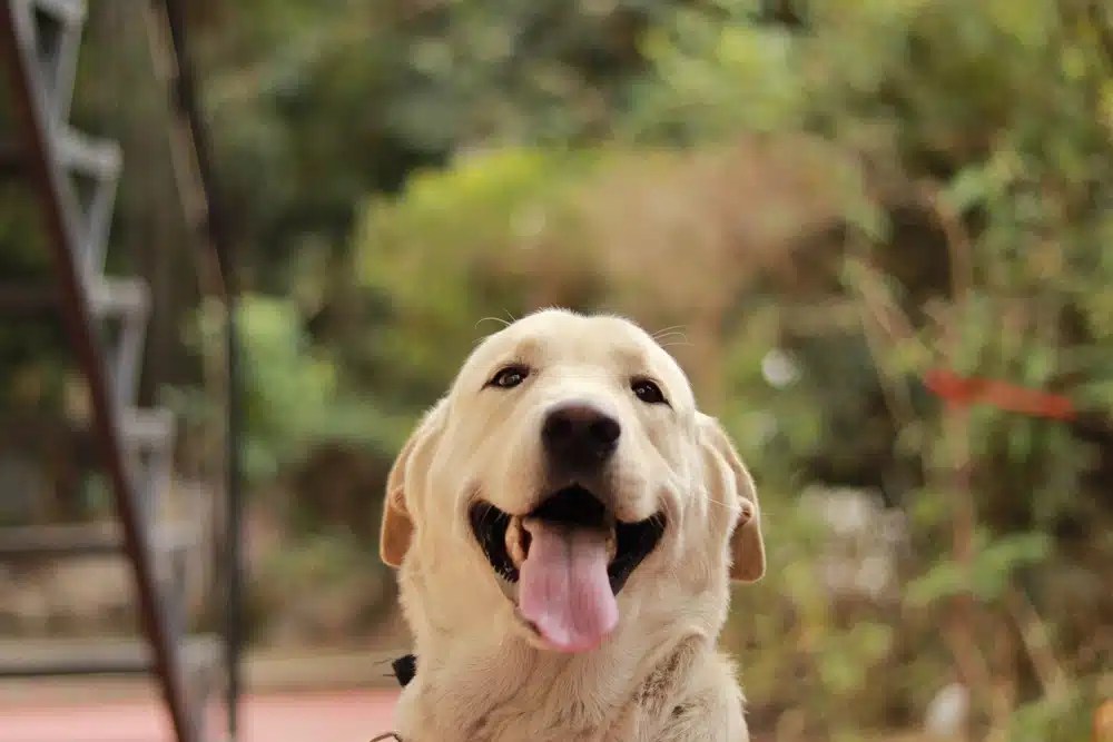 Are Labradors Dangerous? No, Here’s What You Should Know DogCareLife