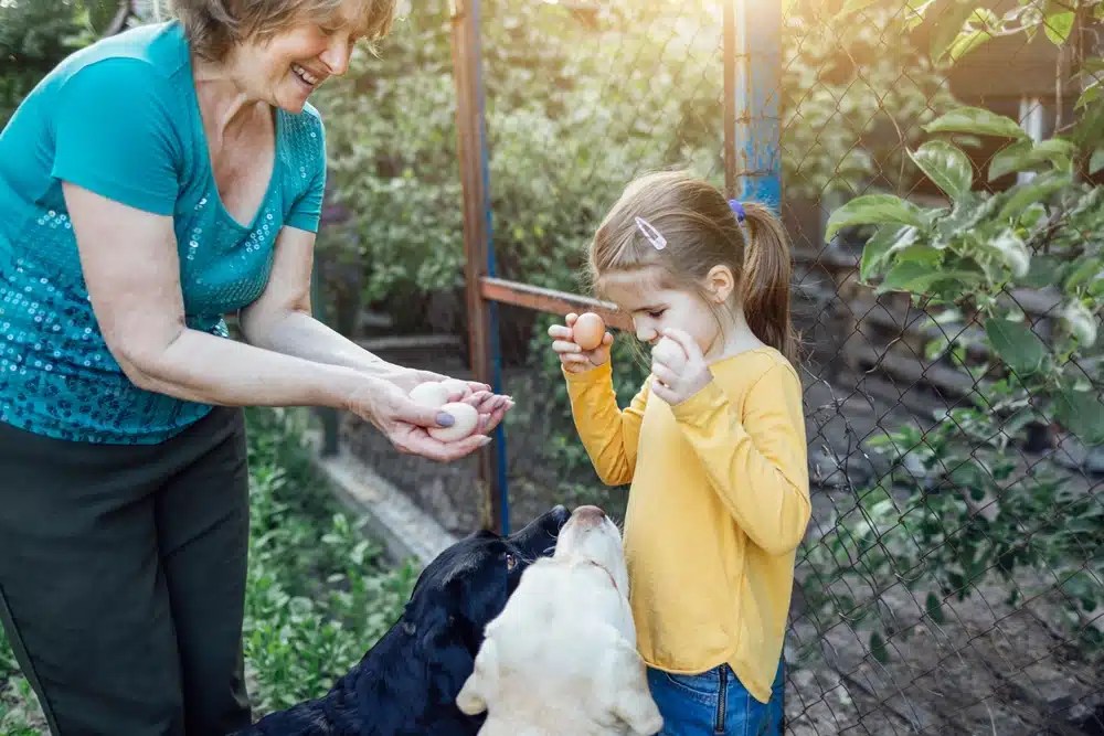 Are Labradors Dangerous? No, Here’s What You Should Know DogCareLife