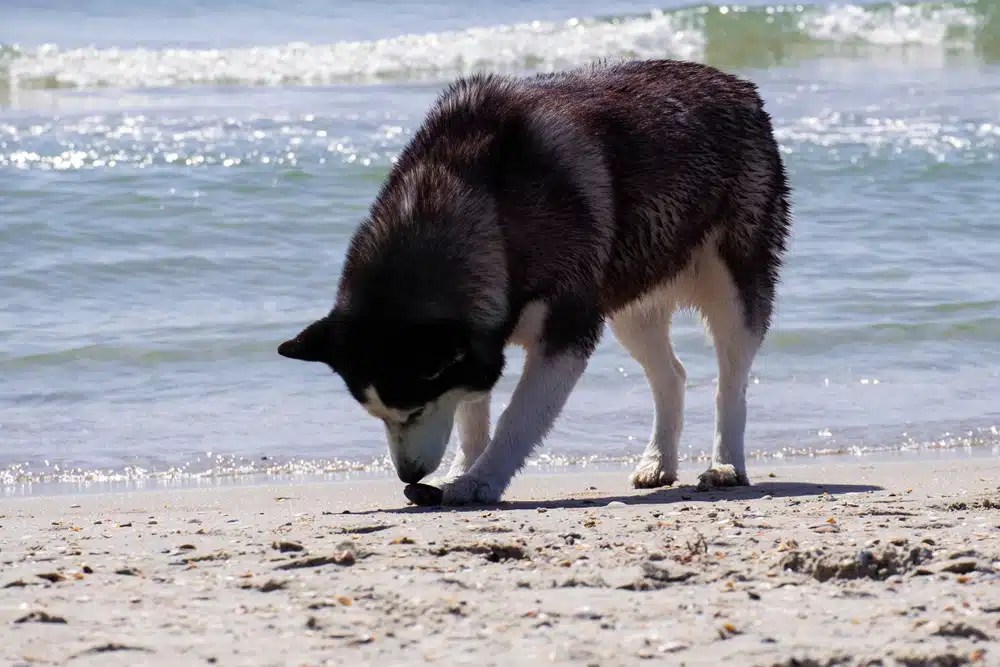 Can Dogs Eat Mussel Shells? A Safety Guide for Pet Owners DogCareLife