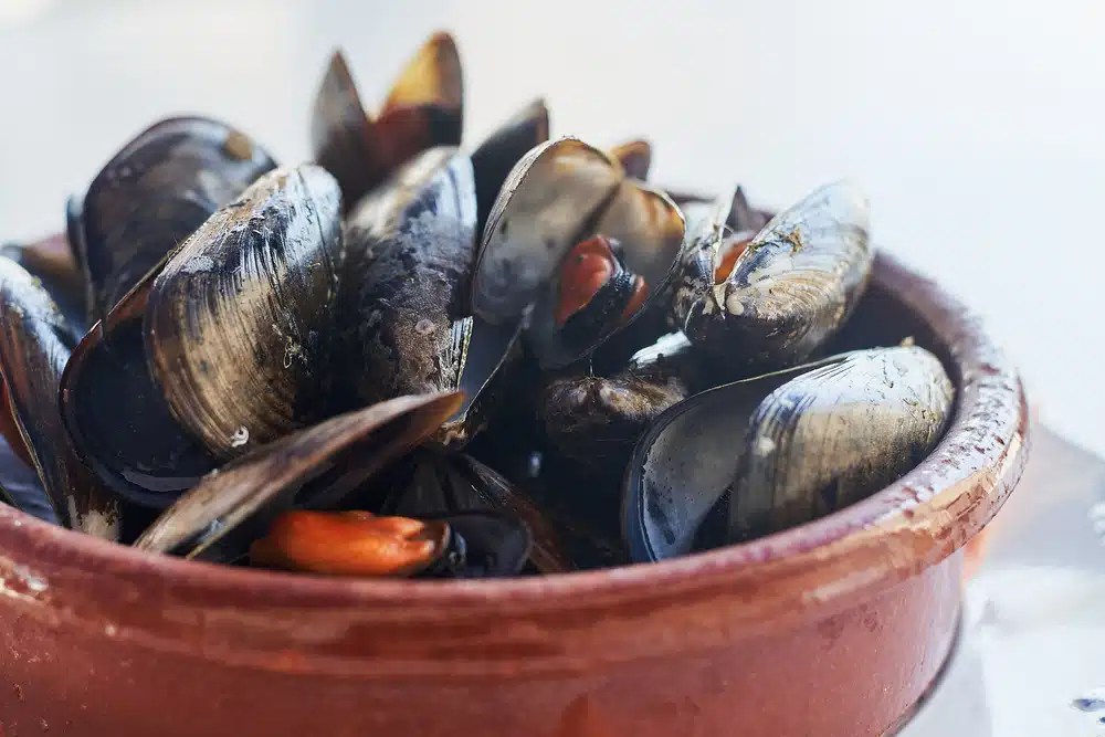 Can Dogs Eat Mussel Shells? A Safety Guide for Pet Owners DogCareLife