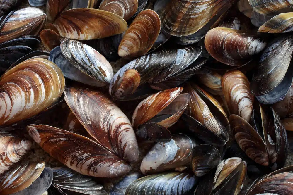 Can Dogs Eat Mussel Shells? A Safety Guide for Pet Owners DogCareLife