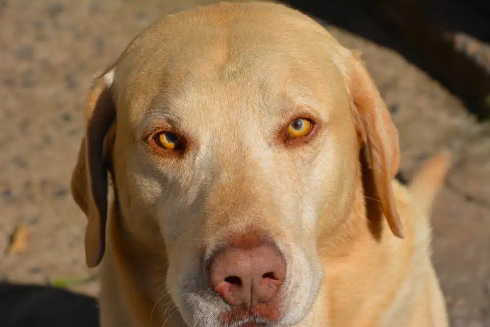 What is a Champagne Labrador? Understanding the Unique Coat Color of Labrador Retrievers