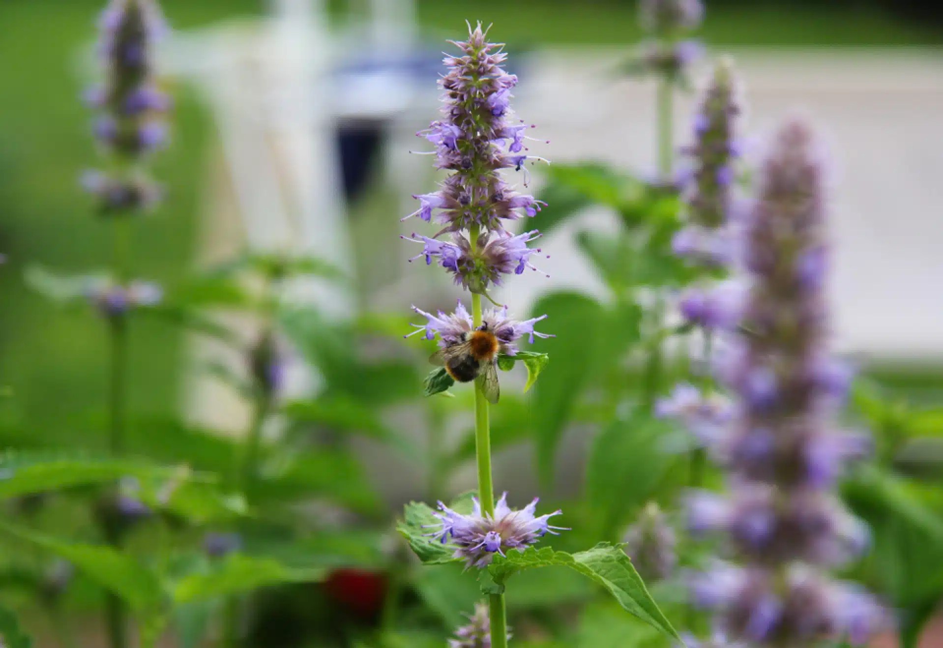 Patchouli and Dogs What You Need to Know DogCareLife