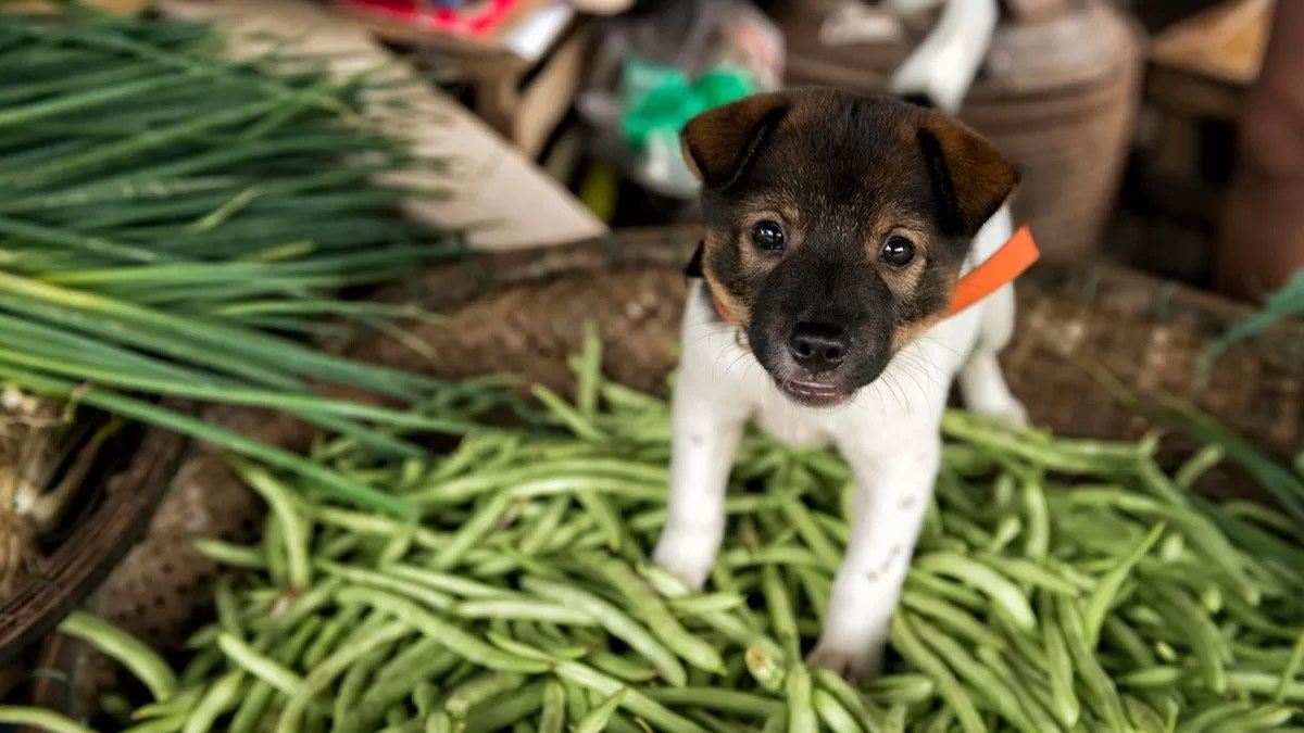 Can Dogs Safely Enjoy Green Beans? Analyzing the Advantages and Threats
