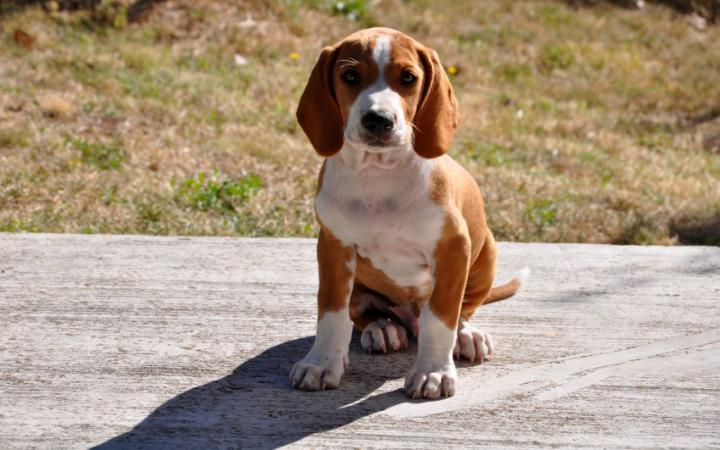 Beagle Dog Breeds