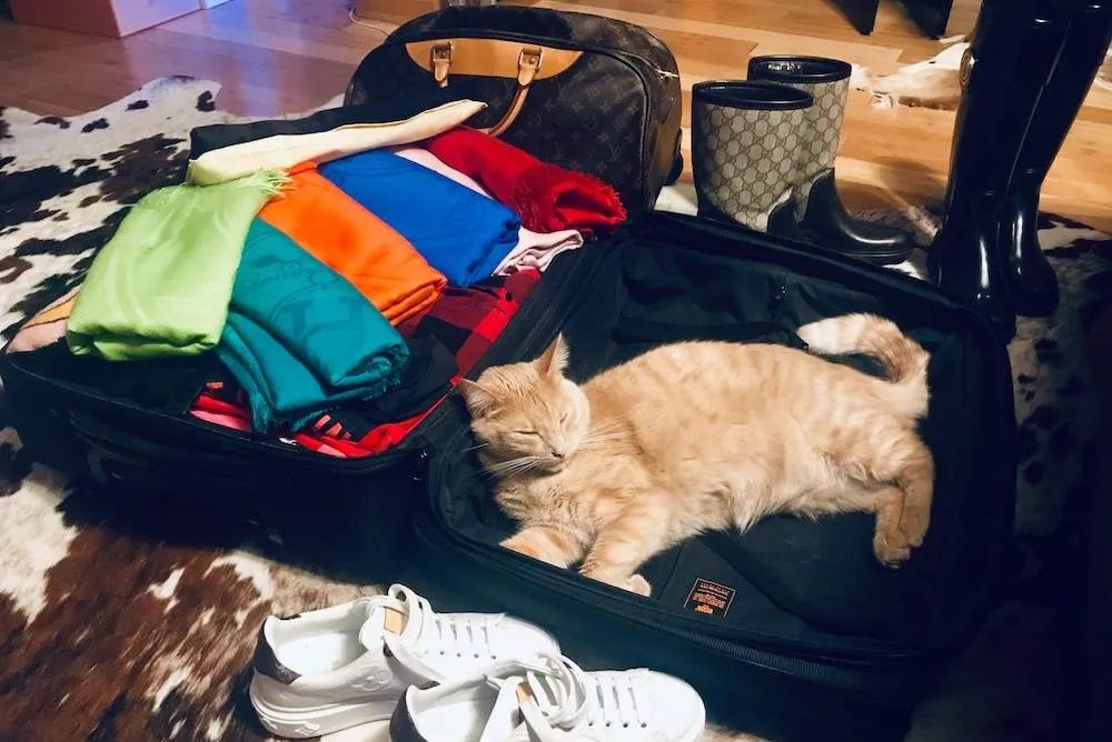 How to prepare your cat for their first boarding experience