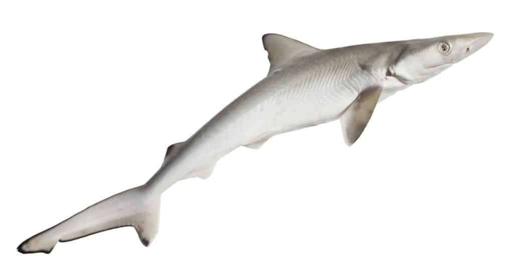 What is a Dogfish?