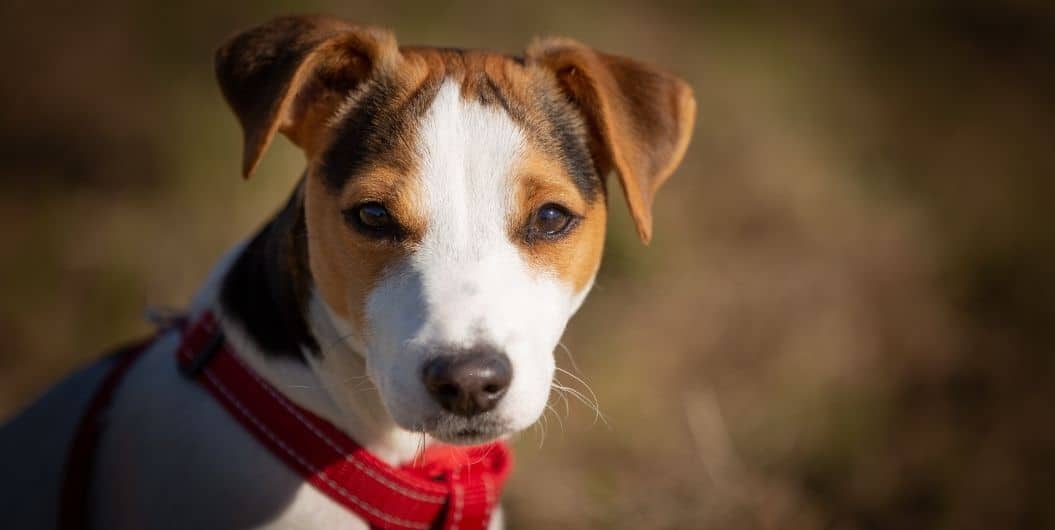 What are the Different Kinds of Dog Leashes?