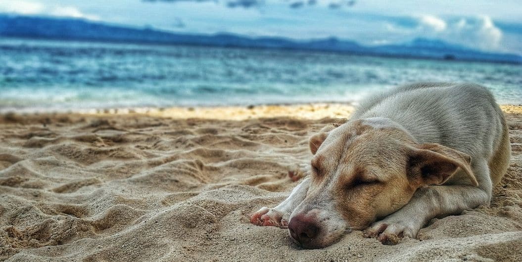 How can I Keep my Dog Cool in the Summer?