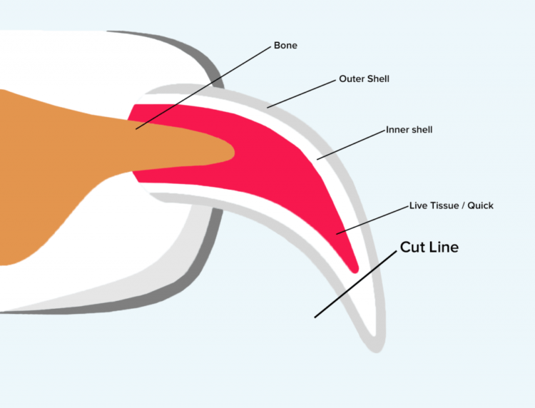 How To Safely Trim Your Dog’s Nails DogCentric Life