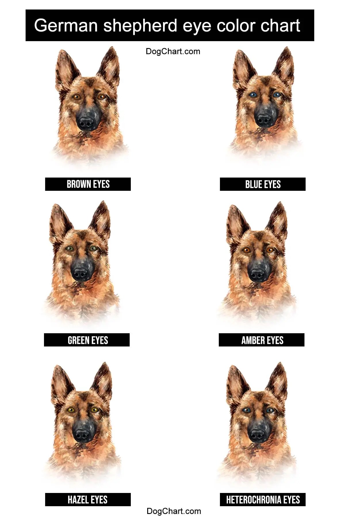 German Shepherd eye color chart Reason of Color Variations