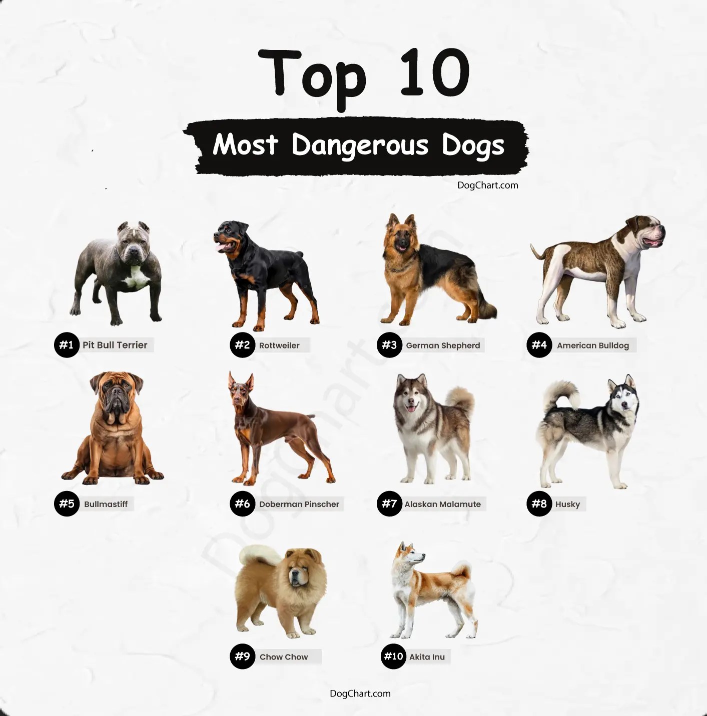 Most Dangerous Dog Breeds in the World Top 10 Aggressive Dogs