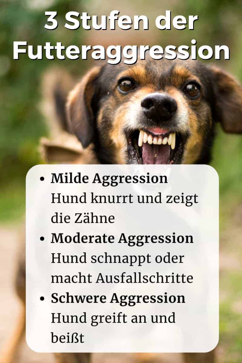 Futteraggression beim Hund Müssen Sie als Alphatier eingreifen?