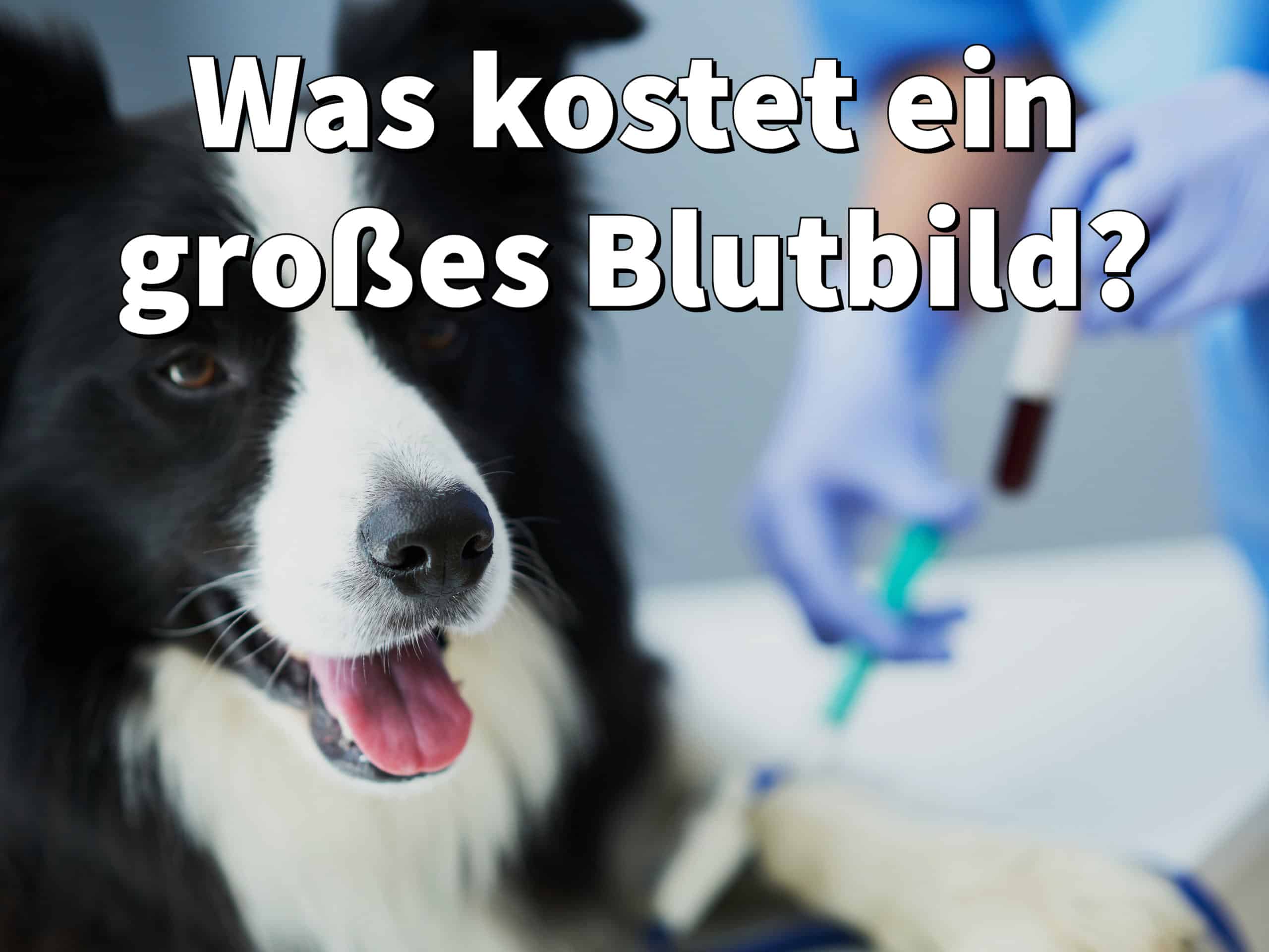 Was kostet großes Blutbild beim Hund? (Blutuntersuchung 2021)