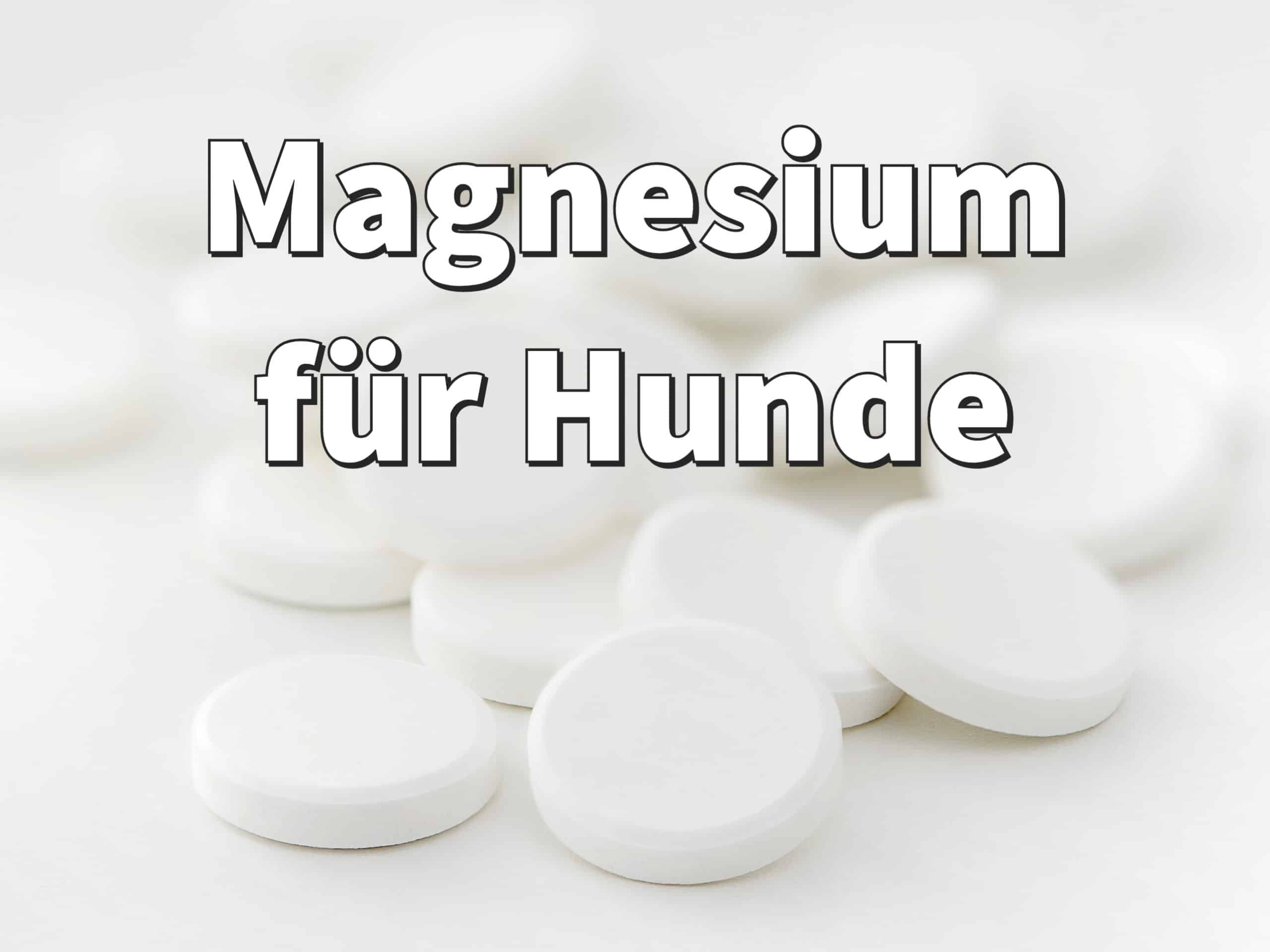 Magnesium für Hunde Dosierung, Wirkung und Erfahrungen