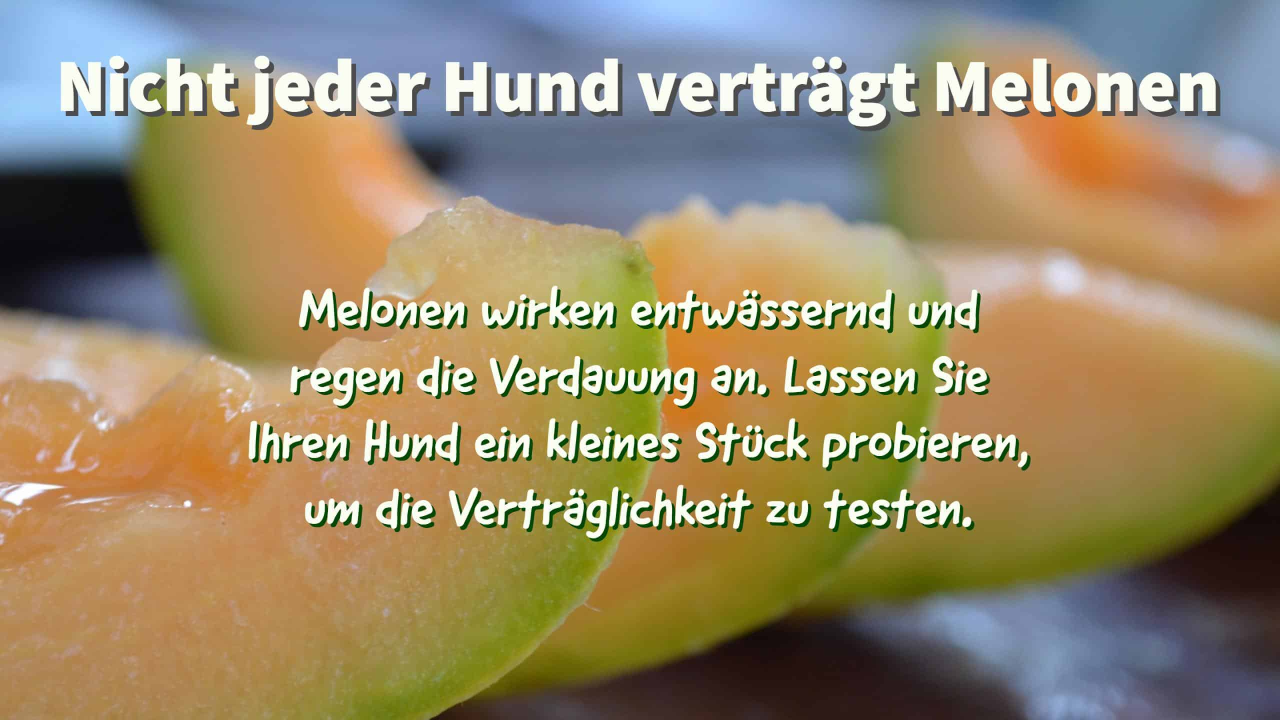 Dürfen Hunde Melone essen Wassermelone und Honigmelone?