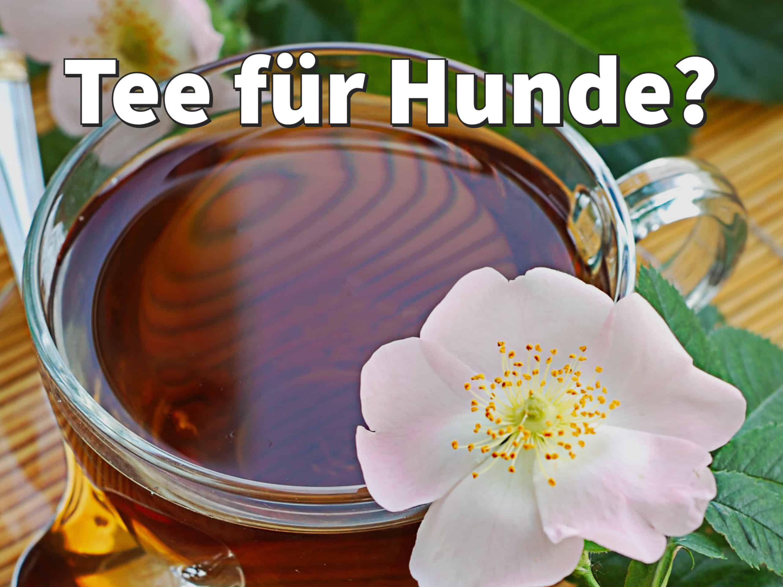 Tee für Hunde Welche TeeSorten dürfen Hunde trinken?