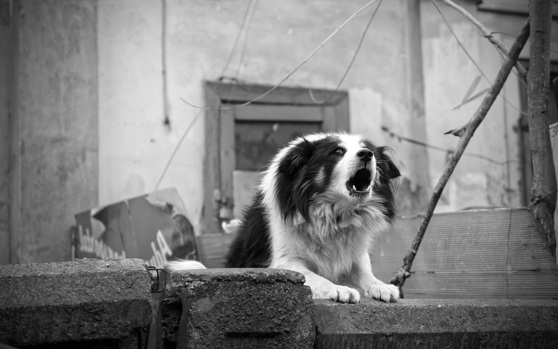 Why Is My Dog Barking At Nothing? How To Stop Obsessive Barking