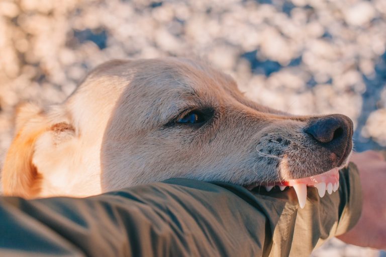 How To Stop A Dog From Growling At Strangers