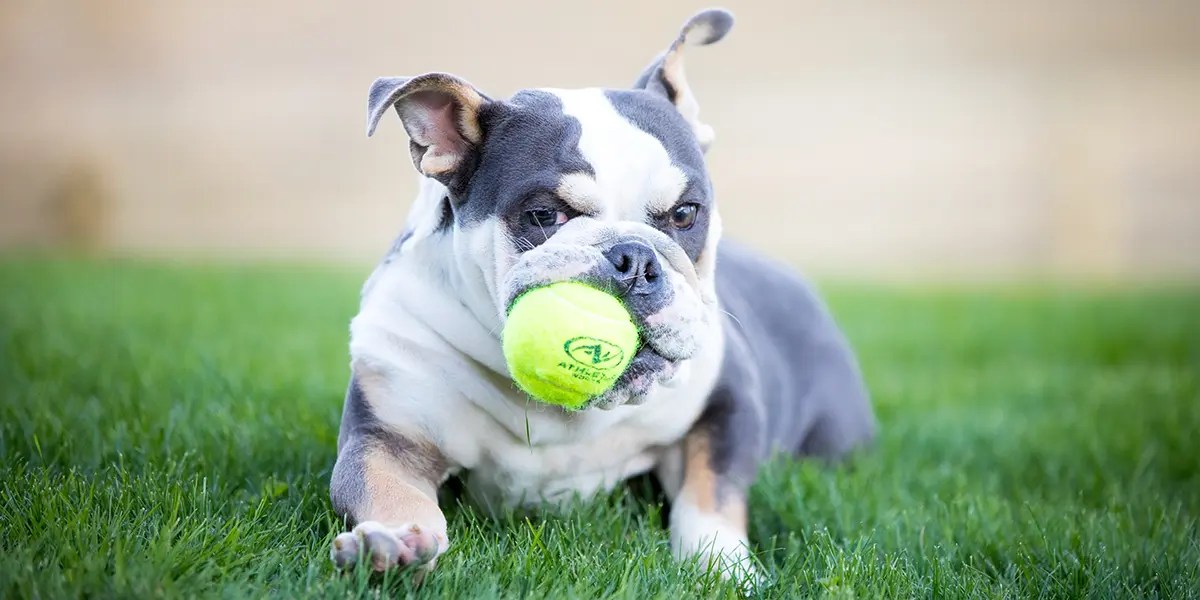 Flying into the new year with dogs landing in homes! Dog Is My CoPilot