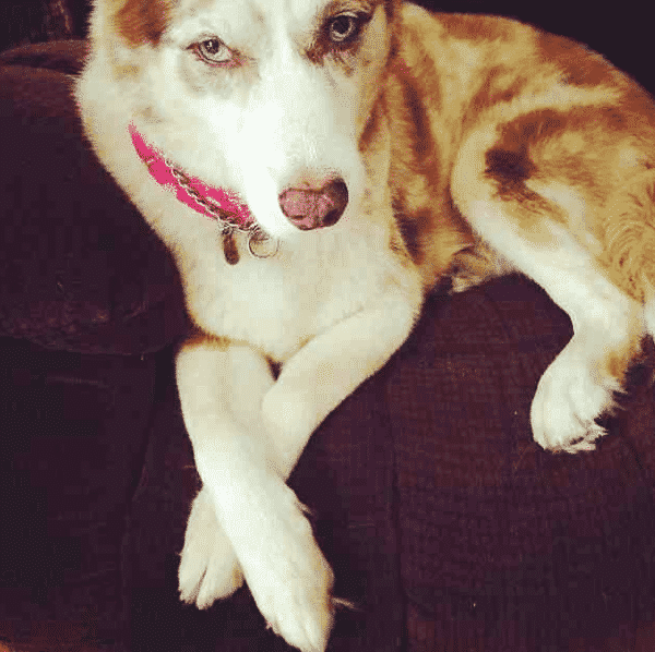 Why Do Dogs Cross Their Paws Like People Dog Corner