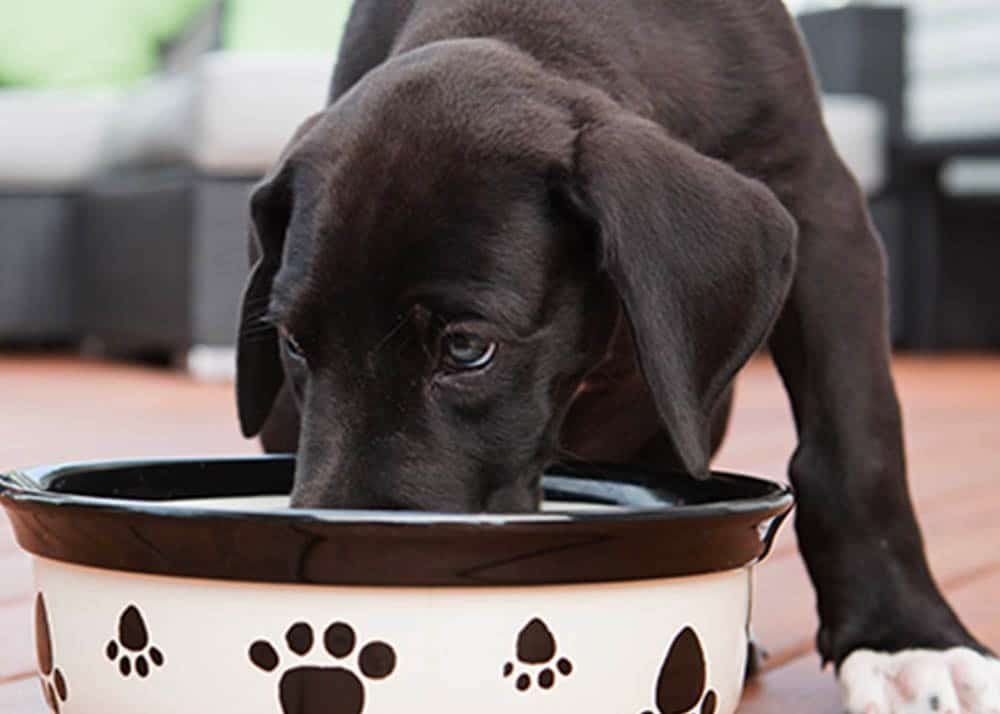 When Can Puppies Eat Dry Food Without Water Safely Dog Corner