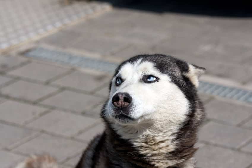 Why Do Dogs Put Their Ears Back? Most Common Reasons. Dog Corner