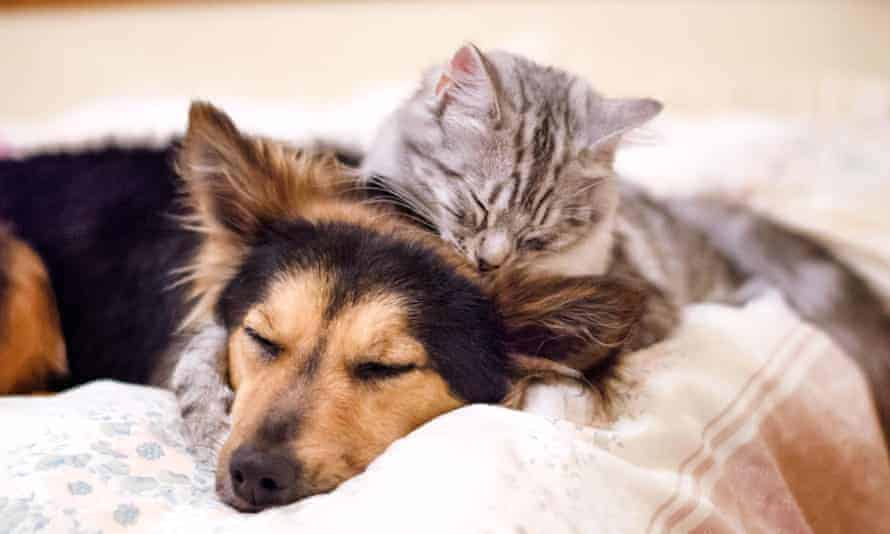 Your Cat Hates Dogs Is There Something You Can Do? Dog Corner
