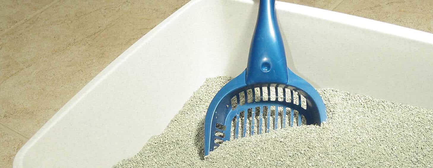 Litter Box Training A Dog Pros And Cons Dog Corner