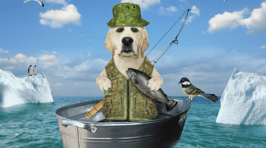 Why Do Dogs Smell Like Fish? Dog Corner