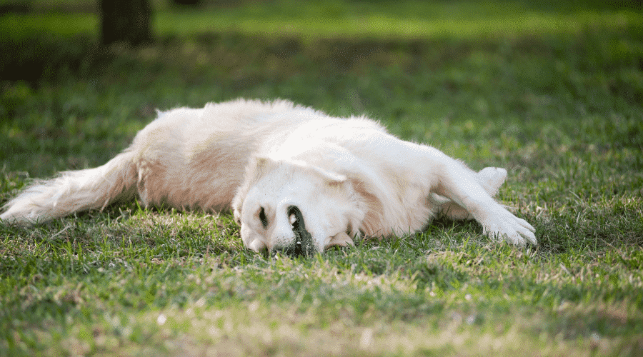 Can You Give Dogs Tums When Needed? Dog Corner