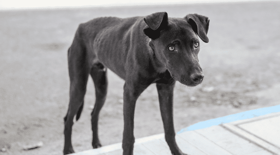 What Happens If A Dog Doesn't Eat For 3 Days Dog Corner