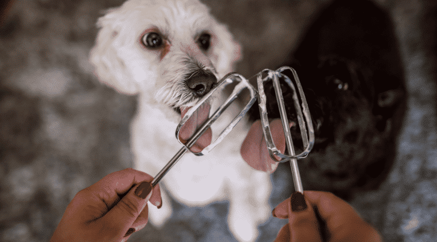 Is Whip Cream Bad For Dogs? Dog Corner