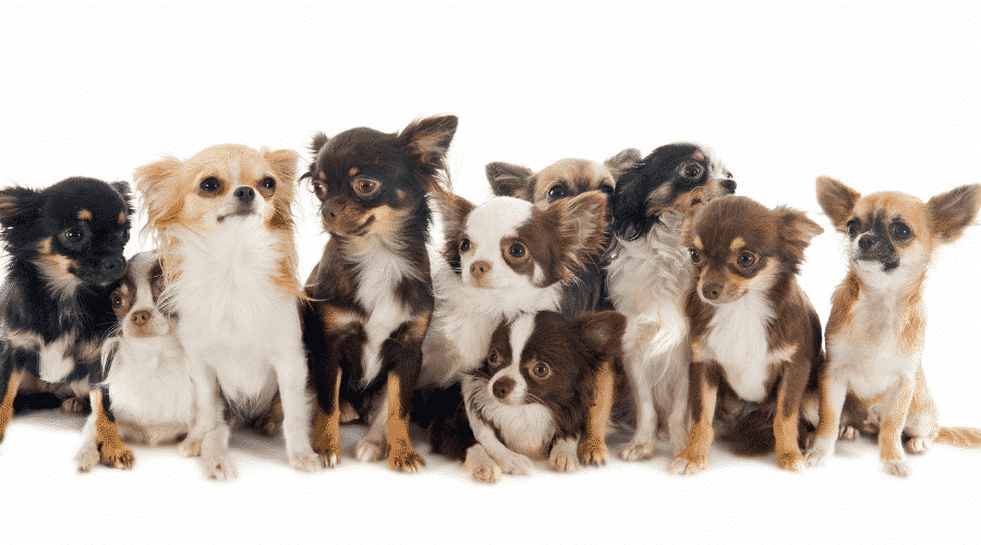 How Long Do Chihuahuas Live? Dog Corner