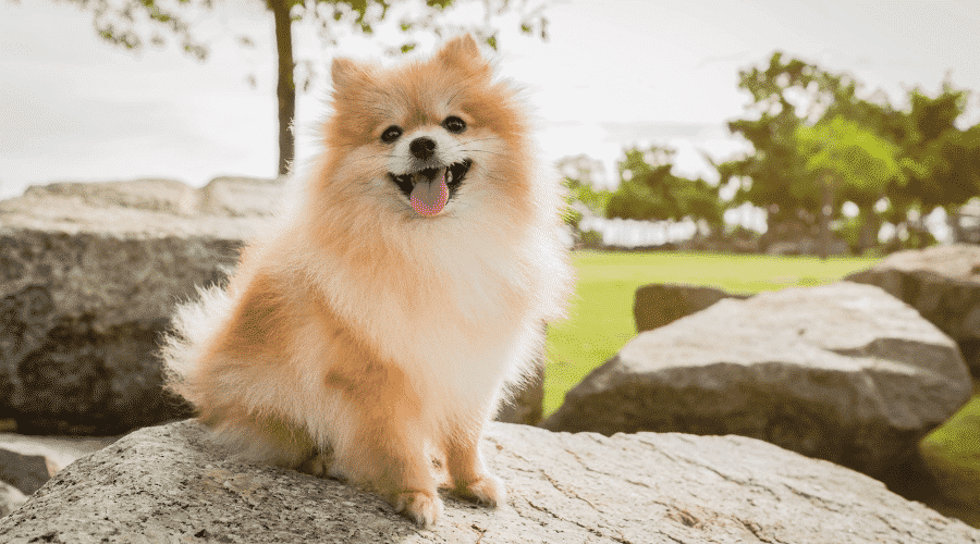 How Long Do Pomeranians Live? Dog Corner