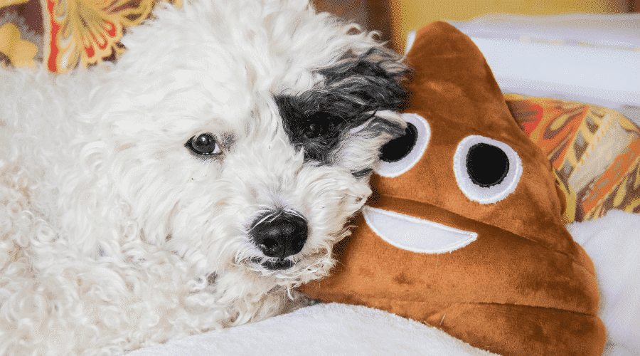 Why Do Dogs Eat Cat Poop Dog Corner