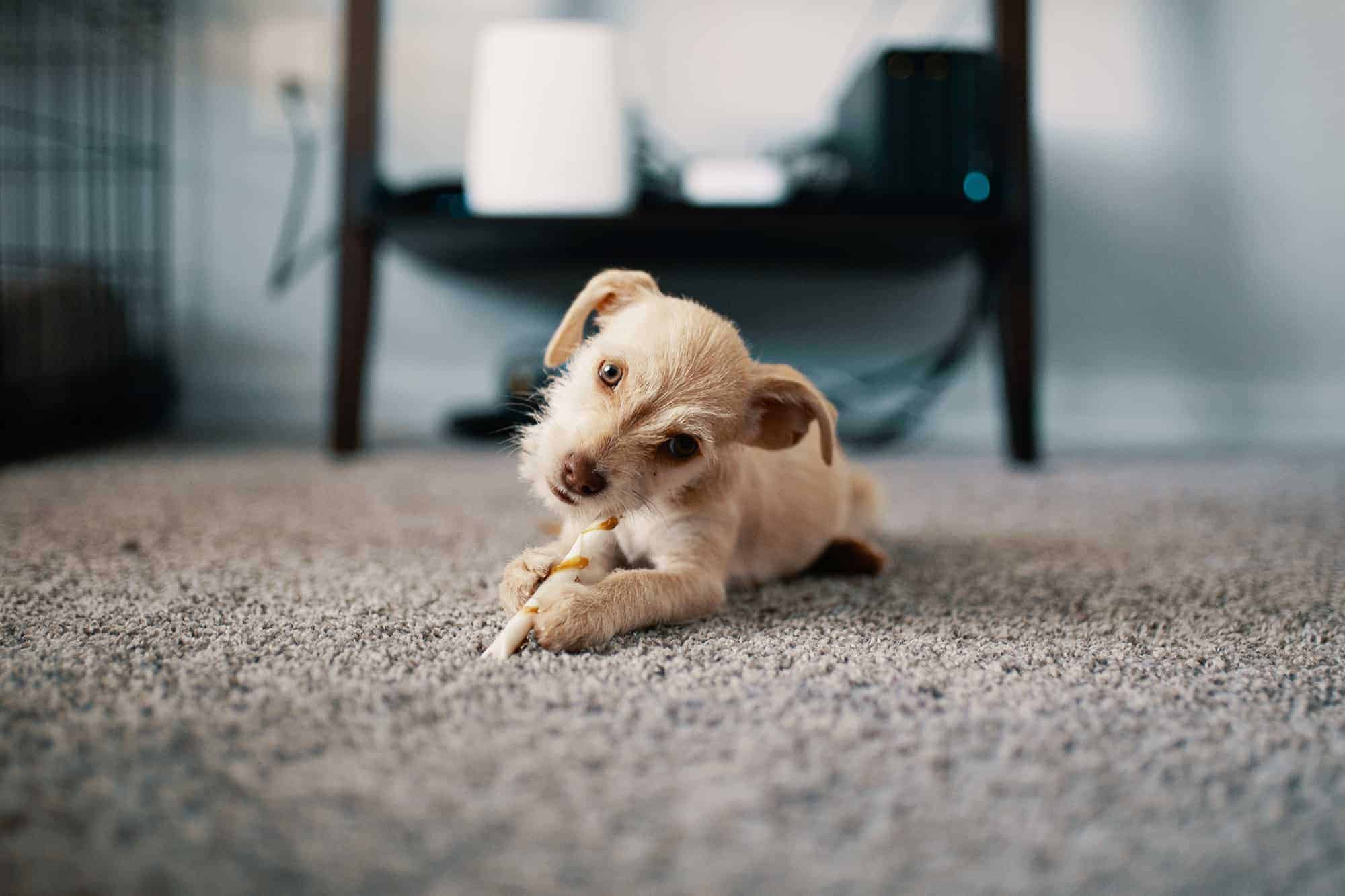 How To Get Dog Poop Out Of Your Carpet Dog Corner
