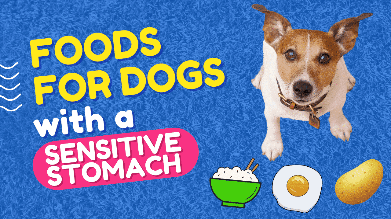 Best Foods For Dogs With A Sensitive Stomach Dog Corner