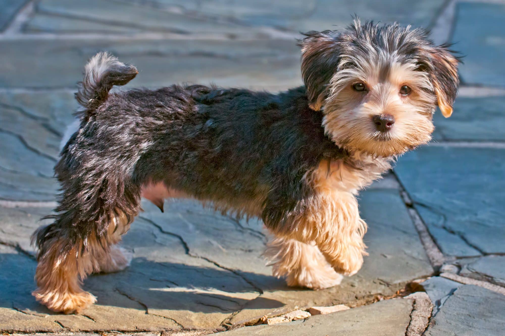 20 Small Mixed Breed Dogs You Will Want To Own Dog Corner