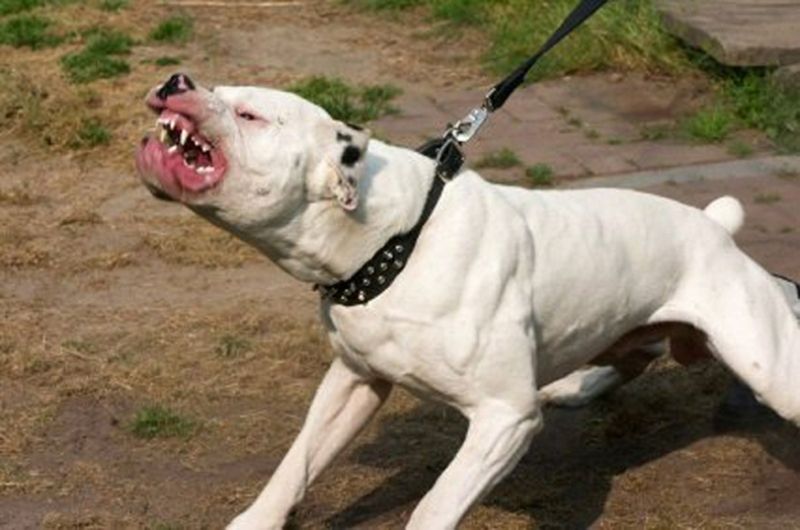 Why Pitbulls Are So Aggressive? DogCrunch