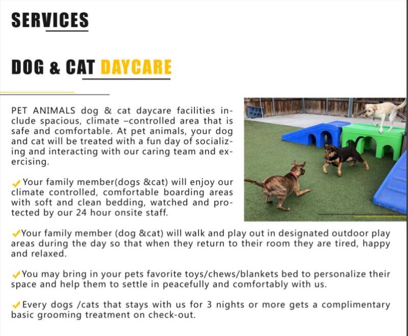 10 Best Dog Trainers in Dubai DogCrunch