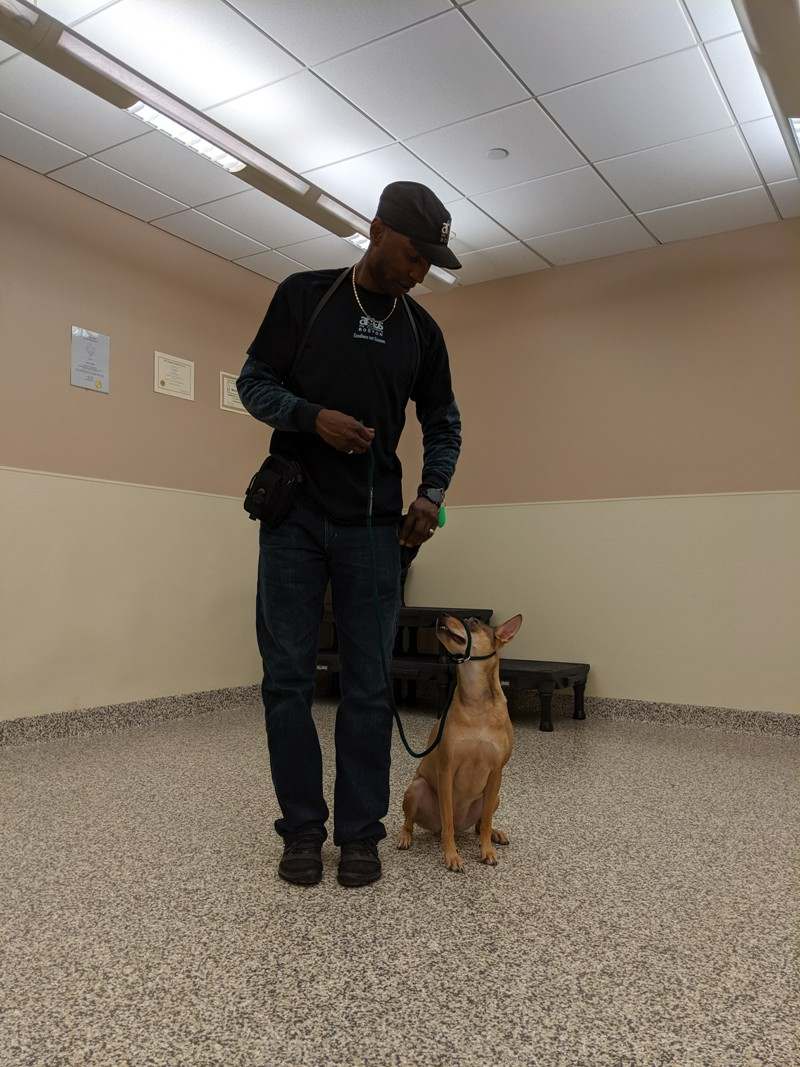 10 Best Dog Trainers in Boston DogCrunch