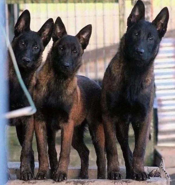 10 Dog Breeds Used For Security DogCrunch